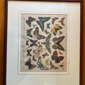 Butterfly color print circa 1904, framed
